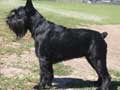 standard-schnauzer-21.jpg