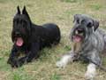 standard-schnauzer-22.jpg