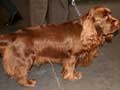 Sussex Spaniel