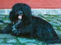 Tibetan Terrier