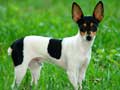 Toy Fox Terrier