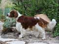 Welsh Springer Spaniel