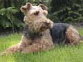 Welsh Terrier