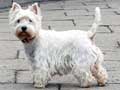 west-highland-white-terrier-8.jpg