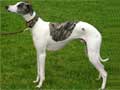 Whippet