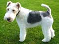 wire-fox-terrier-5.jpg