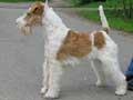 wire-fox-terrier-6.jpg