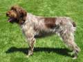 wirehaired-pointing-griffon-4.jpg