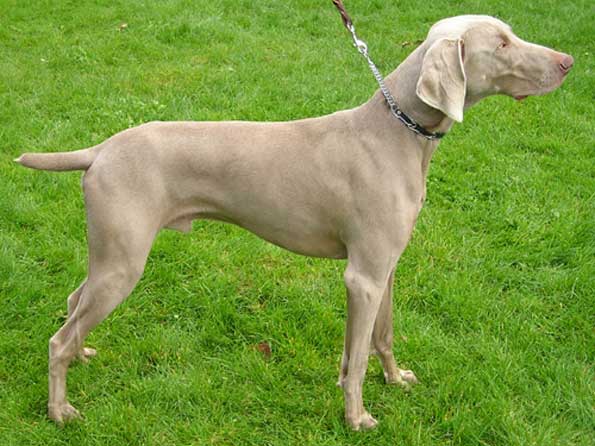 Weimaraner