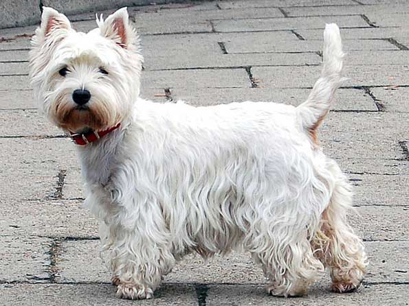 West Highland White Terrier