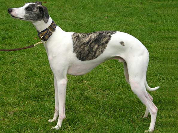 Whippet