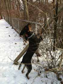 Bluetick Coonhound