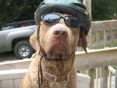 Chesapeake Bay Retriever