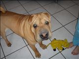 Chinese Shar Pei