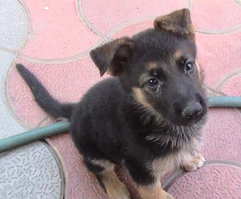 German Shepherd Dog