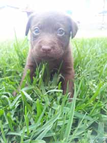 Labrador Retriever