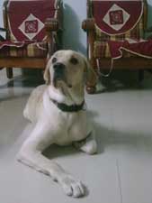 Labrador Retriever