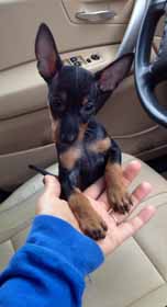 Manchester Terrier Toy