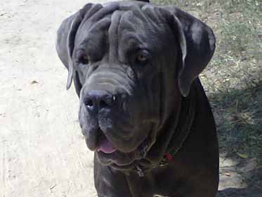 Neapolitan Mastiff