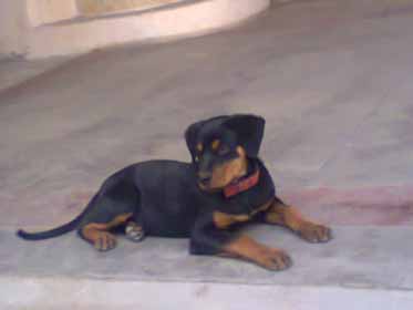 Rottweiler