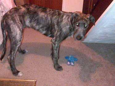 Scottish Deerhound