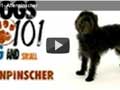 Affenpinscher