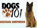 german-shepherd-dog-1.jpg