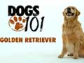 golden-retriever-4.jpg